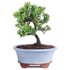 Juniper chinensis